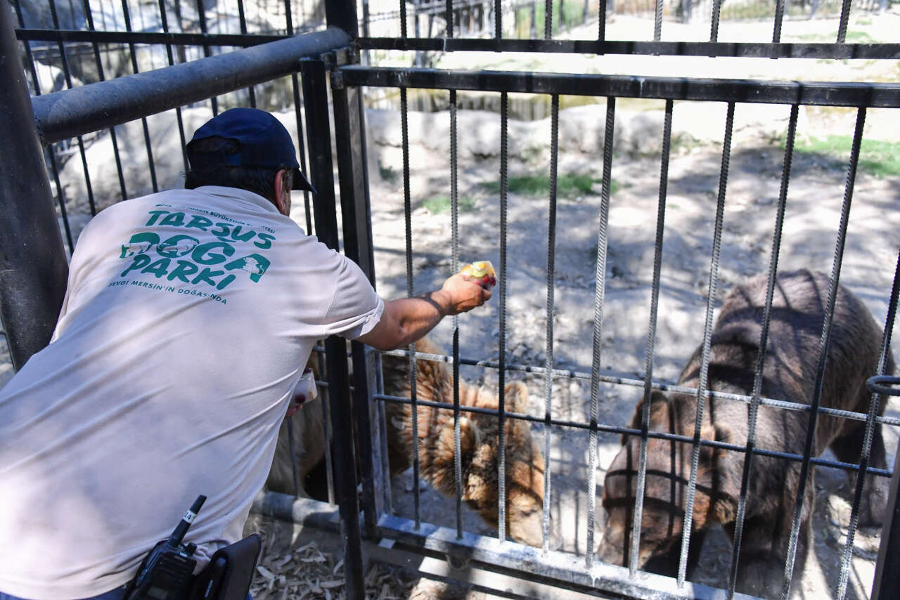 Tarsus Doğa Parkı'nda lemurlar buzlu meyve kokteyliyle serinliyor 6